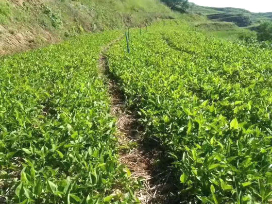 节水灌溉技术及特点分析